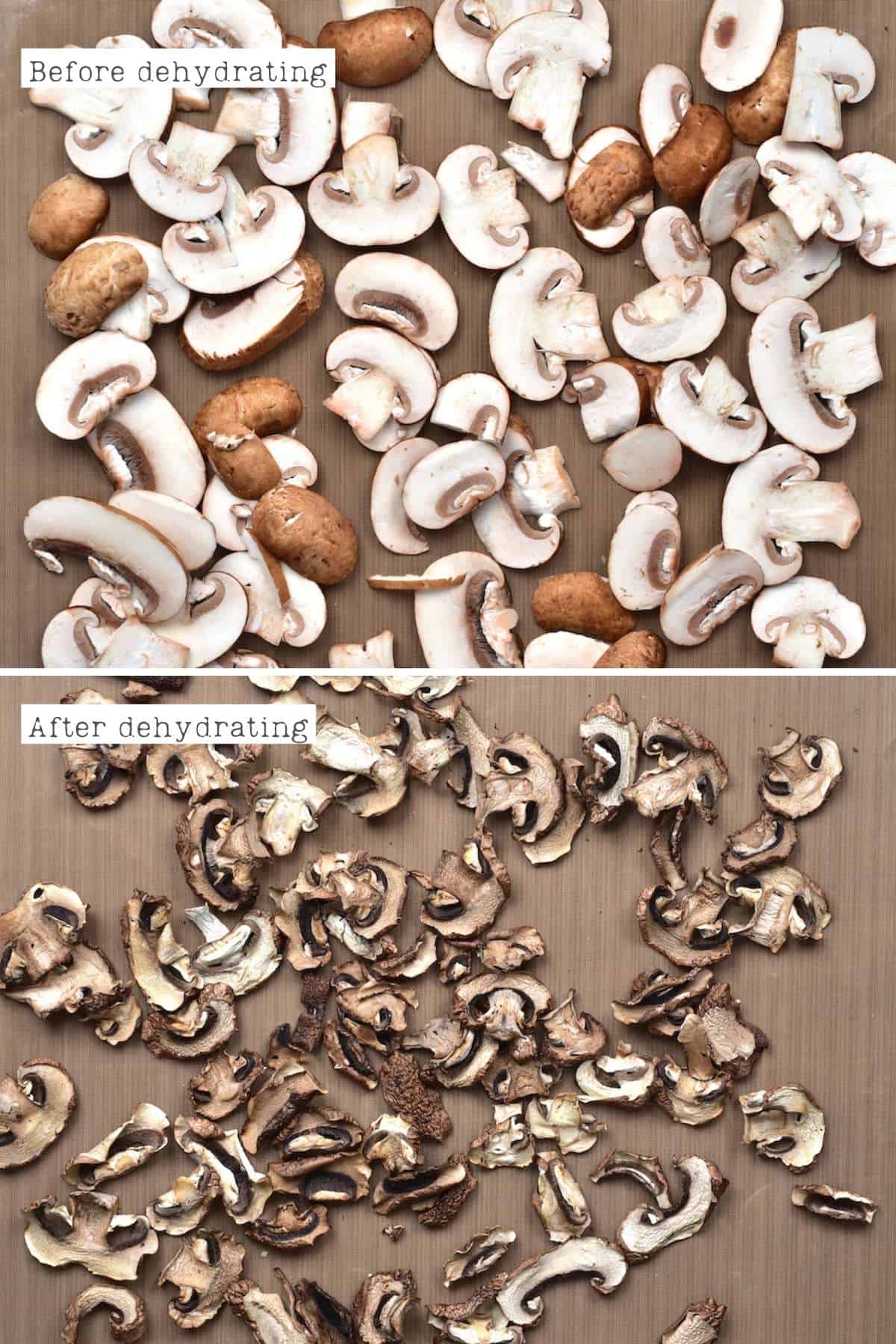 Dehydrating Mushrooms, Making Mushroom Powder