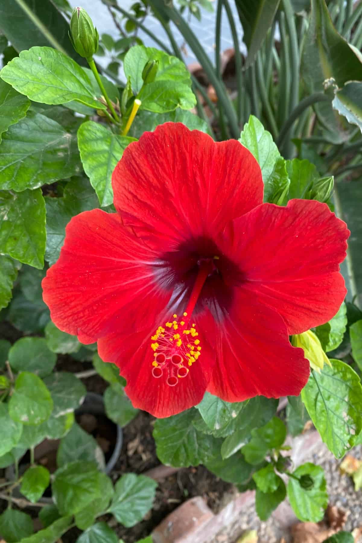 jamaica flower