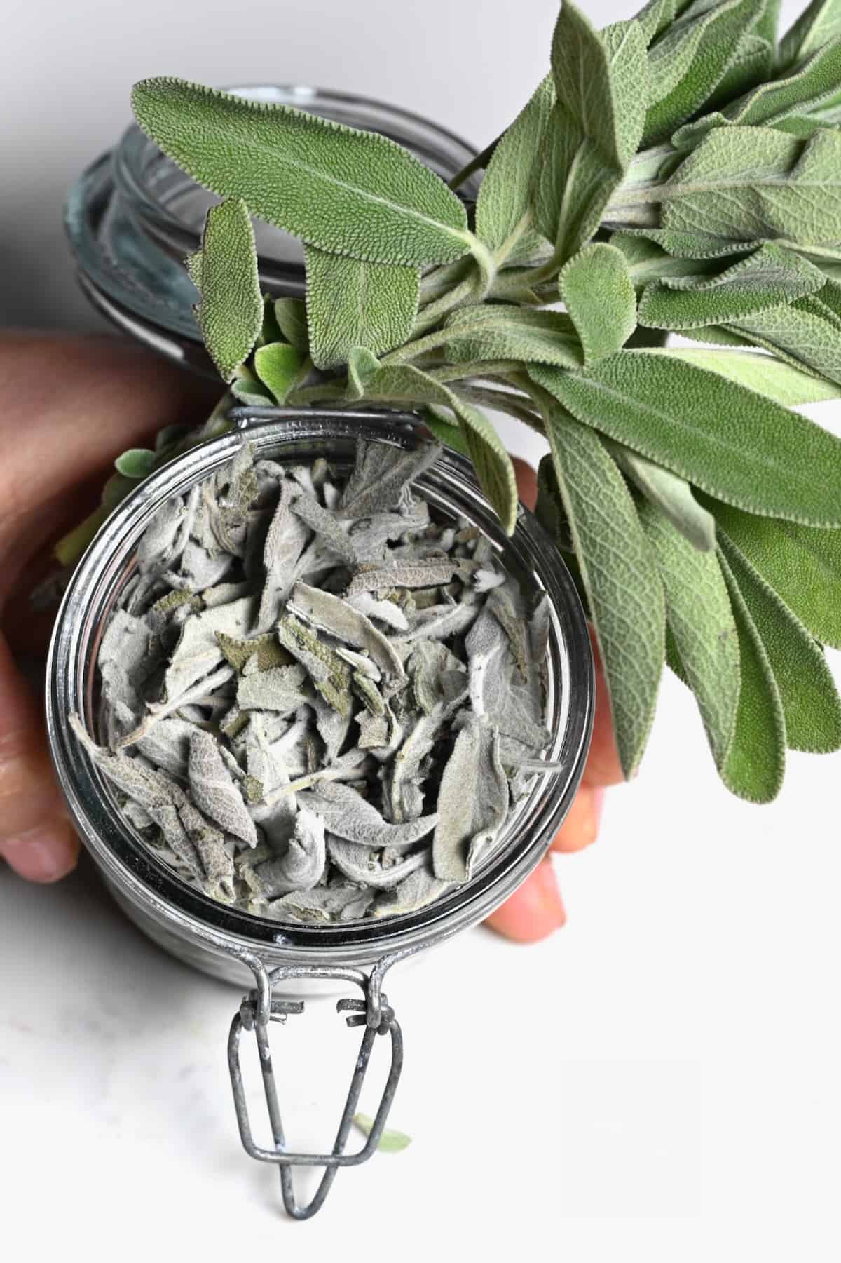 dried sage herb
